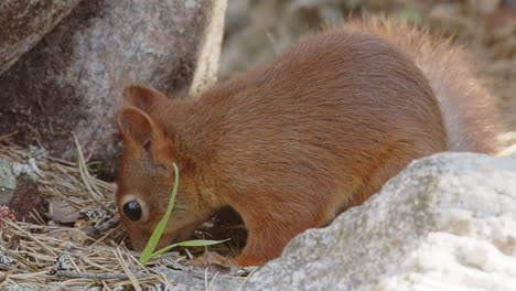 adorable ardilla roja con mechones de orejas mordisquea las semillas, primer plano detallado