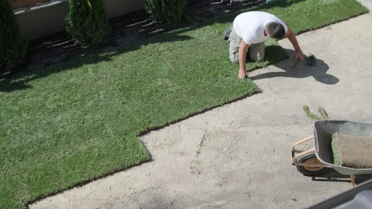 Roll of new natural grass turf installed by professional gardener. Landscaping industry.