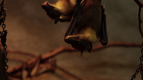 bats in captivity crawling over eachother to eat - close up