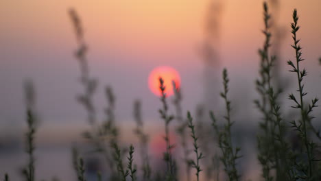 quiet evening scenery with red sun and grass