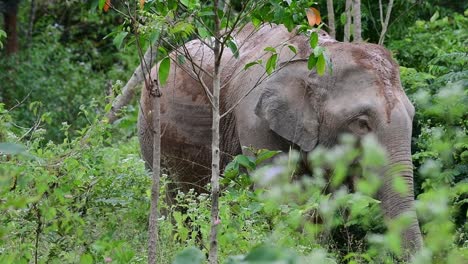 Die-Asiatischen-Elefanten-Sind-Vom-Aussterben-Bedroht-Und-Sie-Sind-Auch-In-Thailand-Beheimatet