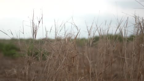 Hohes,-Trockenes-Gras-Wiegt-Sich-An-Einem-Bewölkten-Tag-Sanft-Im-Wind-Auf-Einer-Ruhigen-Wiese