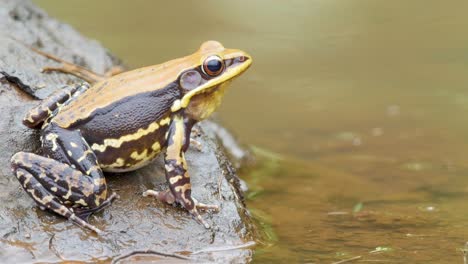 Un-Macho-De-Rana-Fungoide-Se-Sienta-Al-Borde-Del-Agua-Durante-La-Temporada-Del-Monzón-En-Los-Ghats-Occidentales-De-La-India,-Los-Hermosos-Colores-Del-Macho-Son-Visibles-Con-Marrón-Y-Amarillo-En-El-Color-Del-Bosque