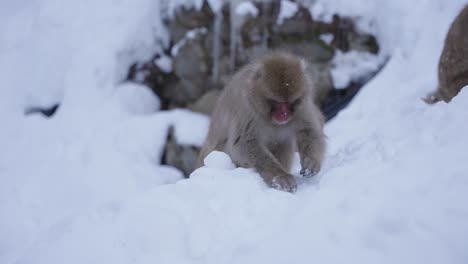 Japanischer-Makaken-Auf-Der-Suche-Nach-Nahrung-Im-Schnee-In-Jigokudani,-Nagano,-Japan