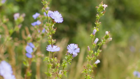 Nahaufnahme-Von-Chicorée-Blüten,-Die-Wild-Im-Freien-Auf-Dem-Land-Wachsen