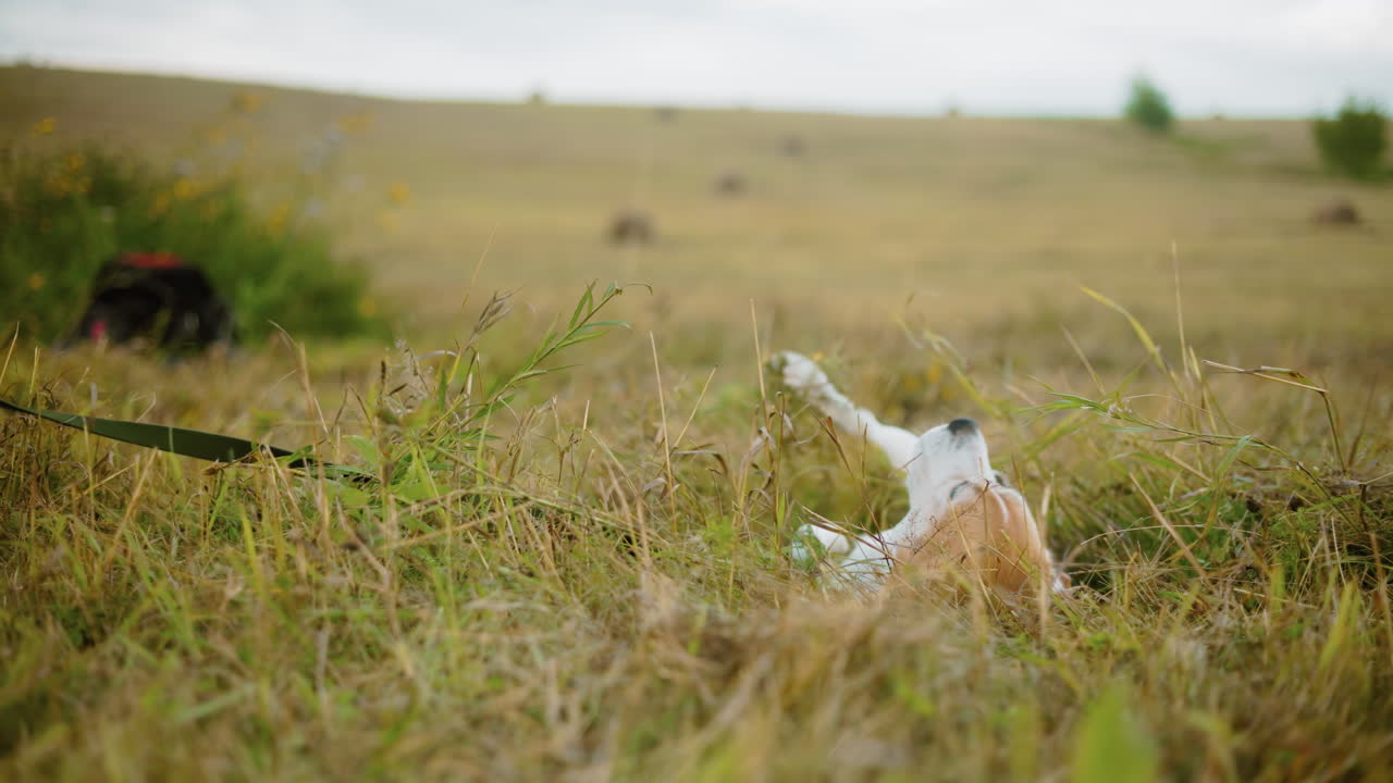 собака с радостью катится по траве в открытом поле, наслаждаясь свободой и свежим воздухом, игривая и расслабленная, размахивая хвостом, уши подняты, захватывая веселый и беззаботный момент в природе с теплым солнечным светом
