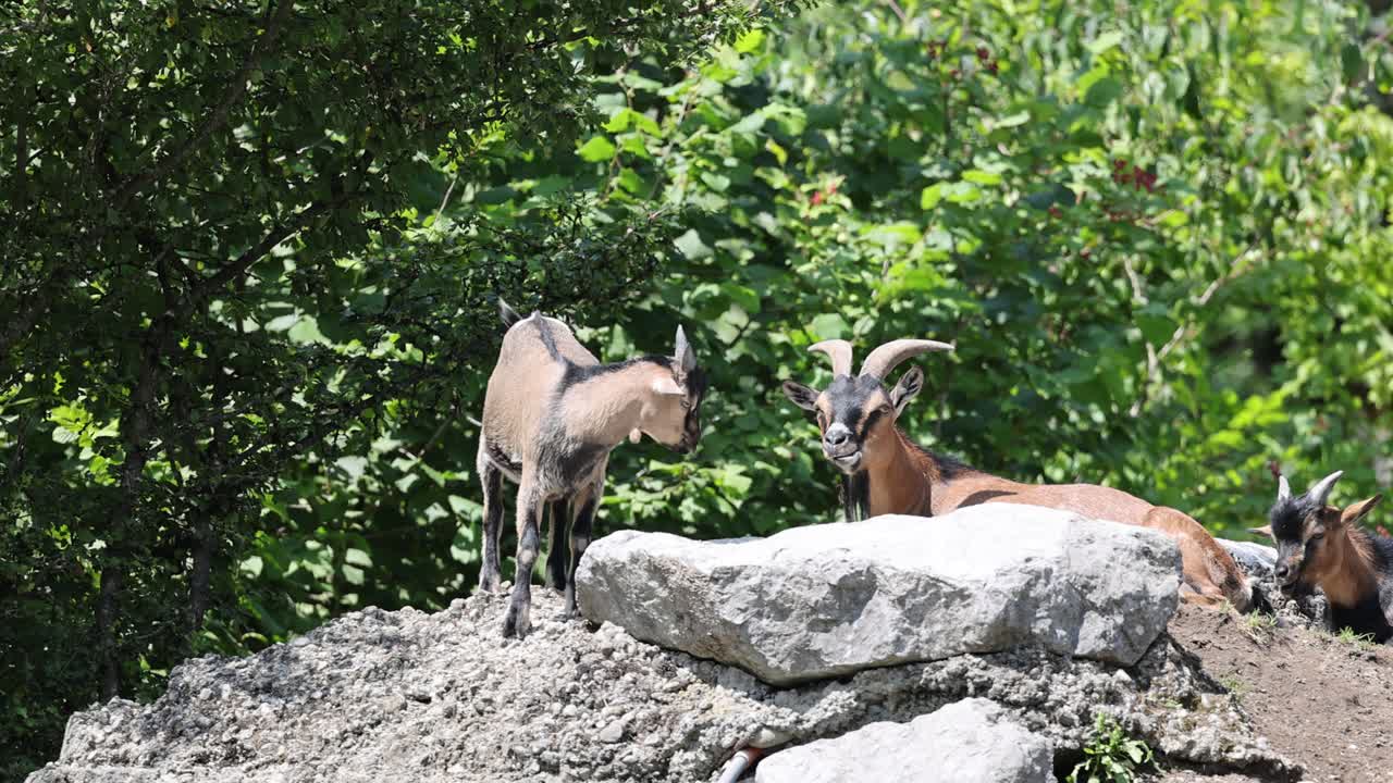 Goat Family resting outdoors on rocks in wilderness during sunny day, static medium shot