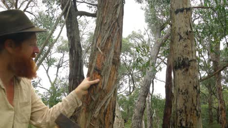 a bushman cuts down bark from a tree in the bush for resources