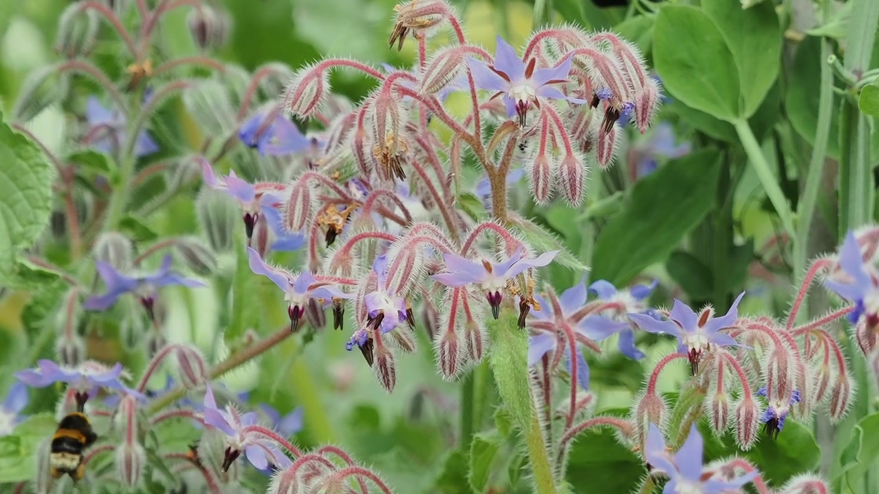Vista dettagliata della borragine fiorita (Borago officinalis), un'erba annuale con caratteristici fiori blu ampiamente coltivata in giardini adatti alla fauna selvatica e orti, visitata da un bombo