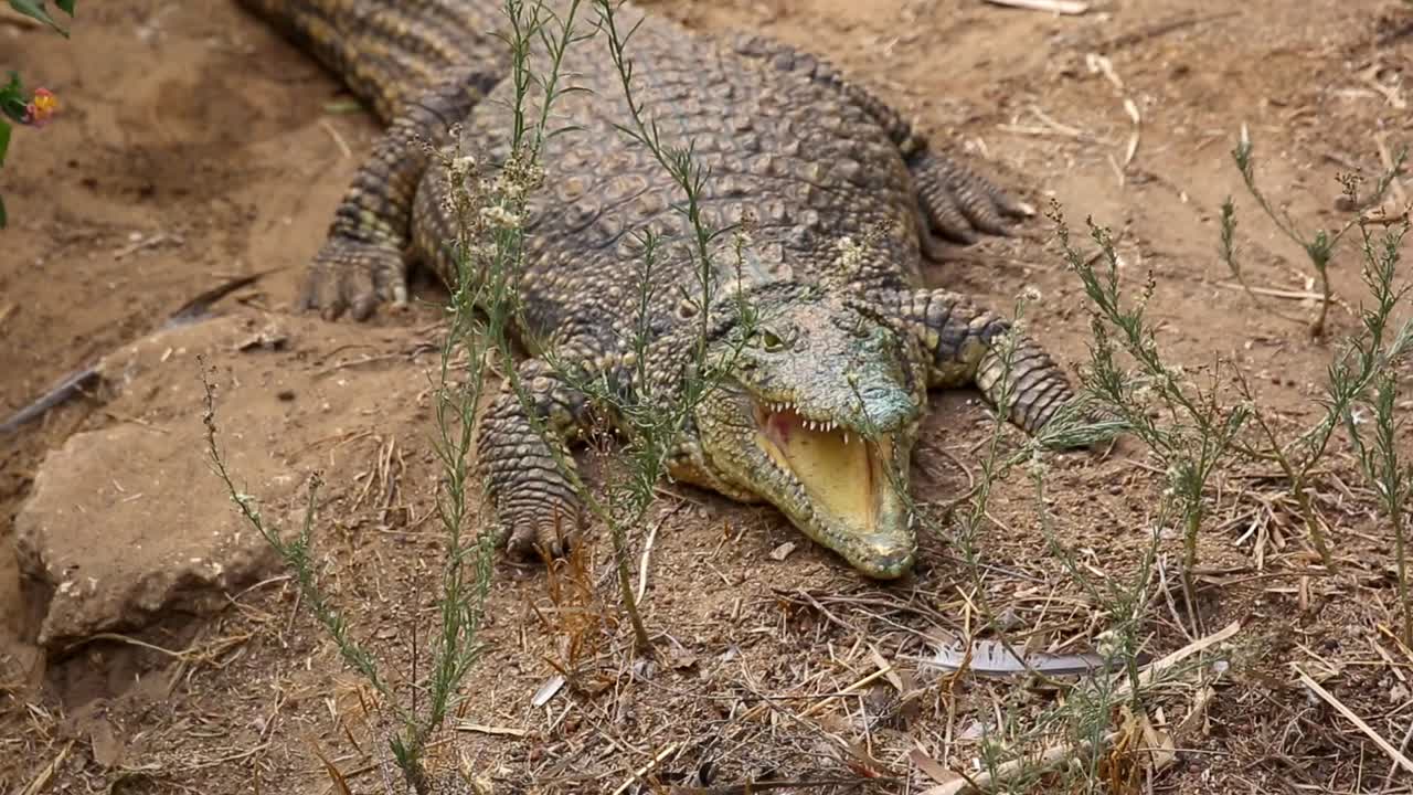 Nile crocodile resting on the riverbank with mouth wide open to cool its body