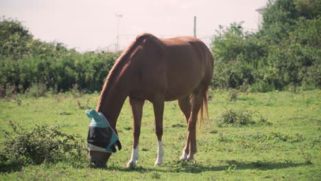 Caballo-Con-Anteojeras-Come-Hierba-En-El-Campo.