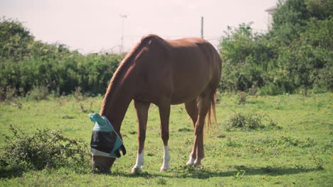un caballo con párpados come hierba en el campo