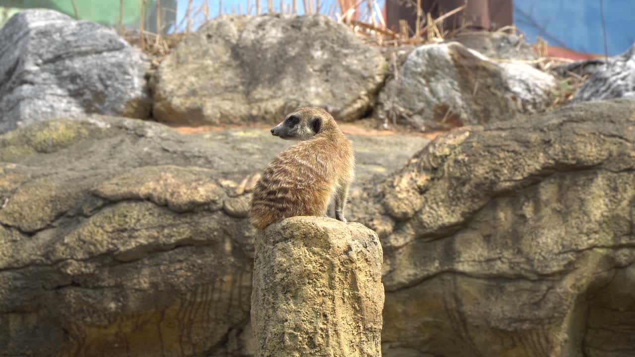 미어캣 한 마리가 조심스럽게 옆으로 바라보는 감독관으로 꼭대기 돌 위에 앉아 있다 v3