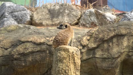 Una-Suricata-Se-Sienta-En-La-Piedra-Superior-Como-Un-Supervisor-Mirando-Con-Cautela-Hacia-Los-Lados-V3