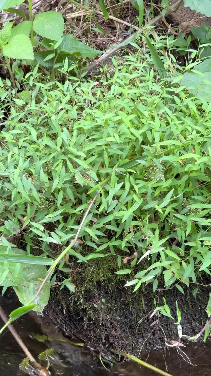 Piante verdi che crescono sulla riva di un piccolo ruscello