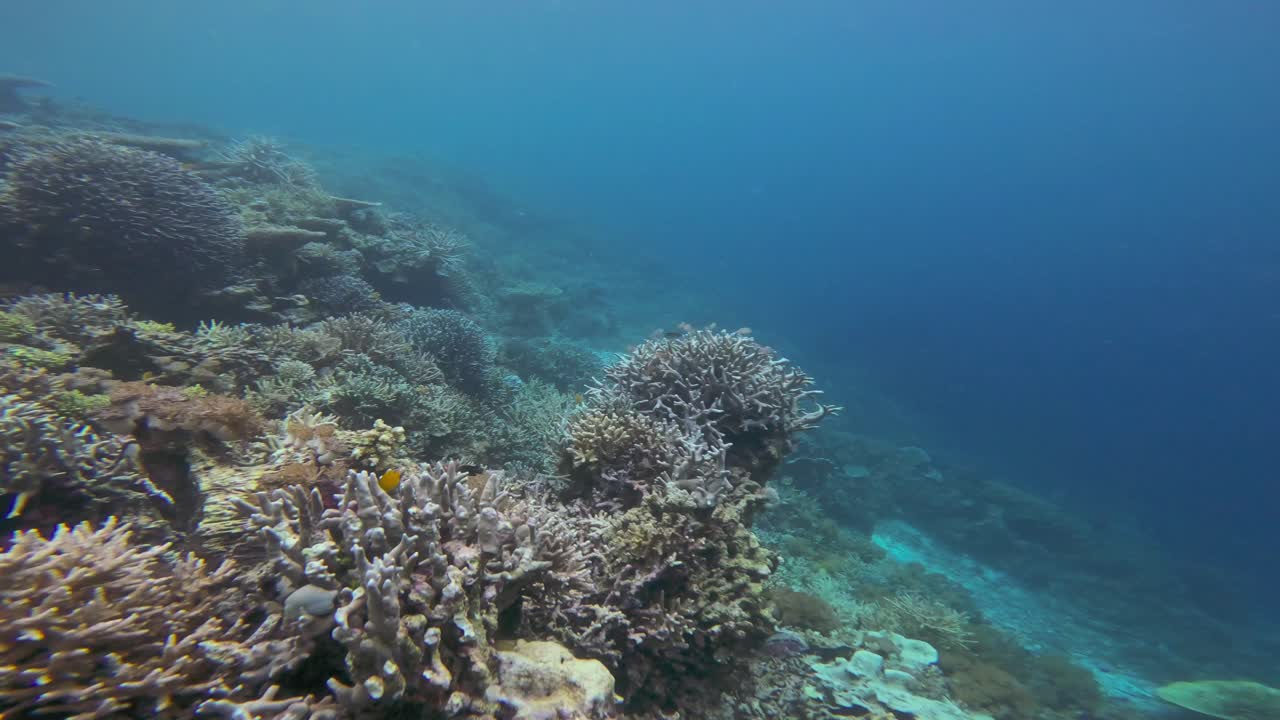 una foto de un arrecife de coral de aguas profundas en raja ampat, indonesia