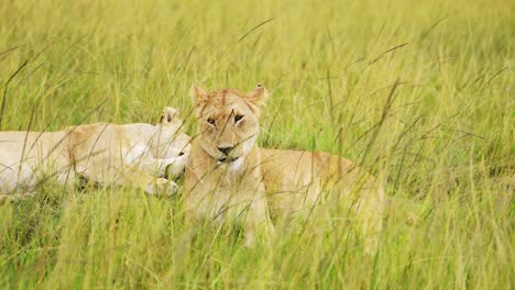 Slow-Motion-of-Pride-of-Lions,-Lioness-in-Long-Savanna-Grass,-African-Wildlife-Safari-Animal-in-Masai-Mara-in-Kenya,-Africa,-Portrait-of-Two-Female-Lion-Close-Up-Lying-Down-in-Savannah-Grasses