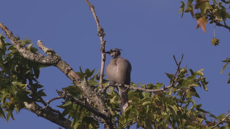 grey, scruffy bird on a branch