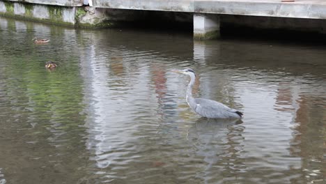 Great Blue Heron standing in shallow water of Gro&szlig;e Blau in Ulm, Germany