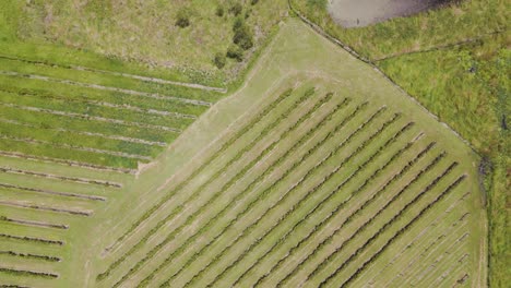 aerial view of a vineyard