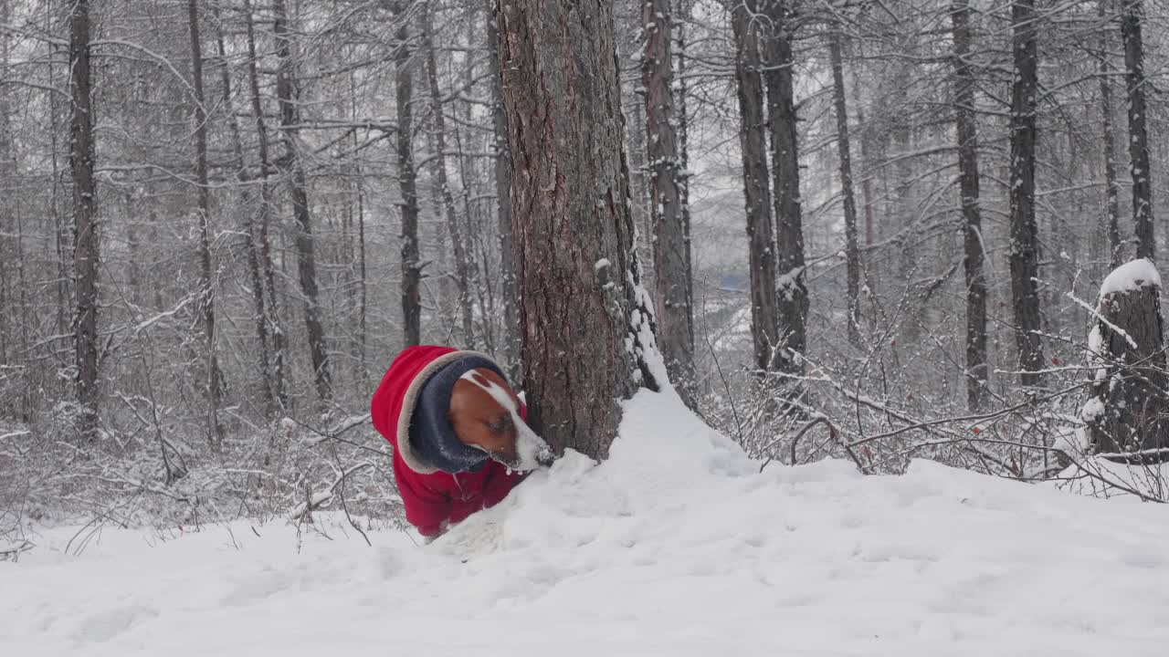 A playful dog enjoys a snowy forest, digging and exploring around a tree. Serene winter scene of canine fun in a peaceful landscape