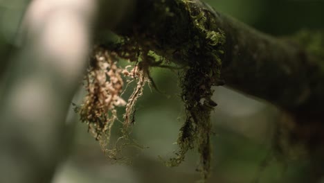 sunlight strikes a patch of moss hanging off of a branch