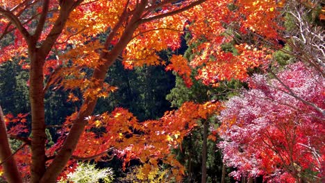 mount takao day trip: explore tokyo's favorite mountain