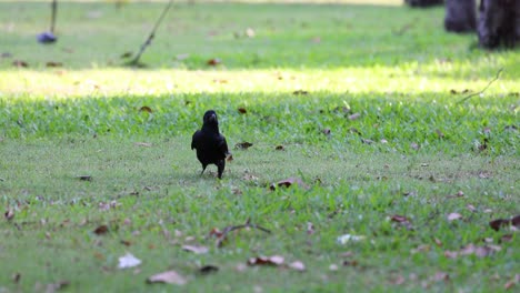 a crow walks through a grassy park area.