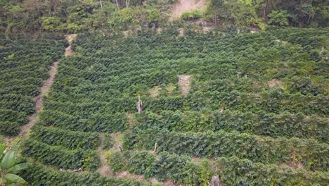 Kaffeeplantage-Im-Bolivianischen-Bergdschungel