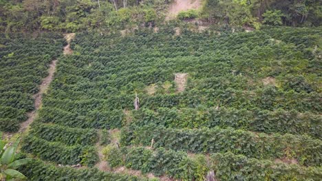 coffee plantation in the bolivian mountain jungle