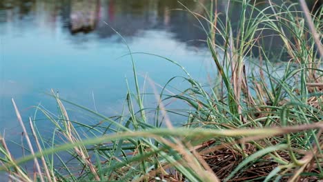 beautiful calm water in a lagoon with grass reeds on the shore line of the beach