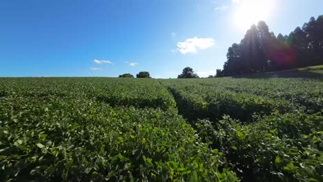 Green Soy Field - Low and Fast FPV drone Flyby under a blue sky