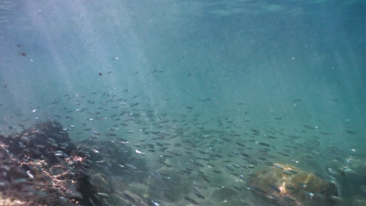 물 에 있는 물고기 무리