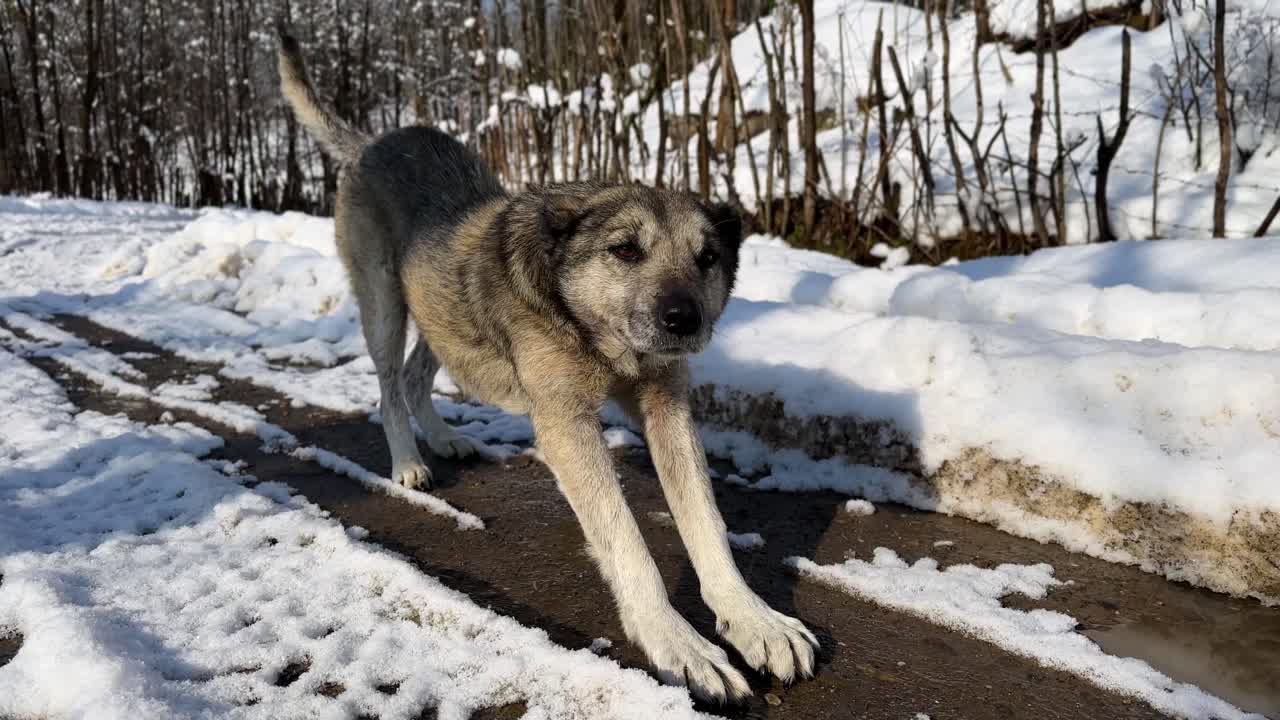 Dog portrait in Iran winter landscape forest heavy snow rural village countryside Gilan local life cold season mountain nature tree barking breed domestic pet pine trees scenic outdoors