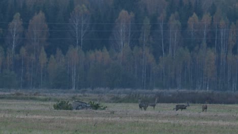 A-roe-deer-flock-in-evening-dusk-twilight-in-hunting-season