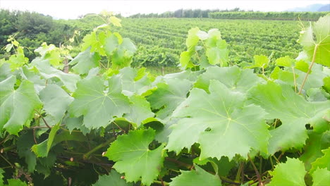 grape vines in south tyrol, italy with amazing view