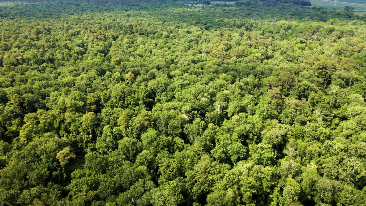 vuelo aéreo sobre un gran pantano sombrío en la región de la llanura costera del sureste de virginia