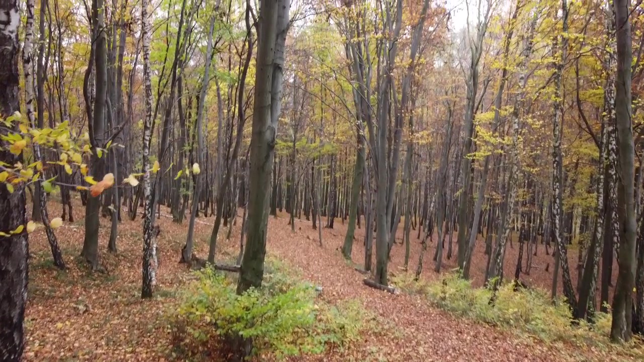 Foresta autunnale a novembre. Alberi e fogliame caduto.