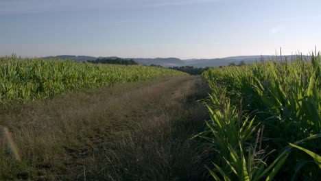 cornfield in franconia with fichtelgebirge in the background + dirt road - 6