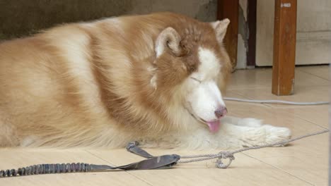 a serene moment captured of a dog resting comfortably indoors.