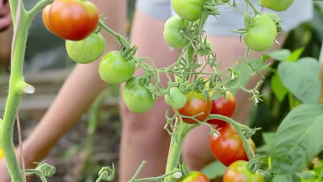 Recogiendo-Tomates-Maduros-En-Un-Invernadero-Metrajes