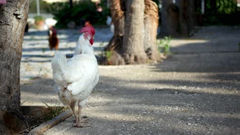 curious white hen having a walk