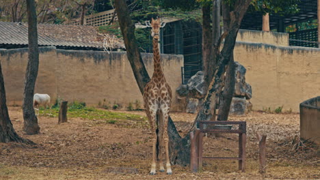 giraffe standing in a zoo enclosure
