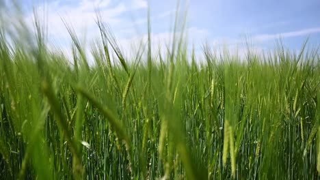 close up slow motion through a green wheat field moving in the wind