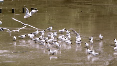 Ein-Schwarm-Wandernder-Möwen-Watet-Durch-Die-Trüben-Gewässer-Von-Bangphu-Und-Sucht-Nach-Nahrung,-Während-Sie-Sich-Darauf-Vorbereiten,-Wieder-In-Den-Norden-Zurückzukehren,-Wo-Sie-Herkommen.