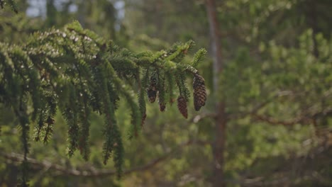 lush green conifer forest