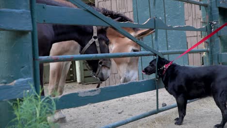 dog playing with horses and mules at a barn