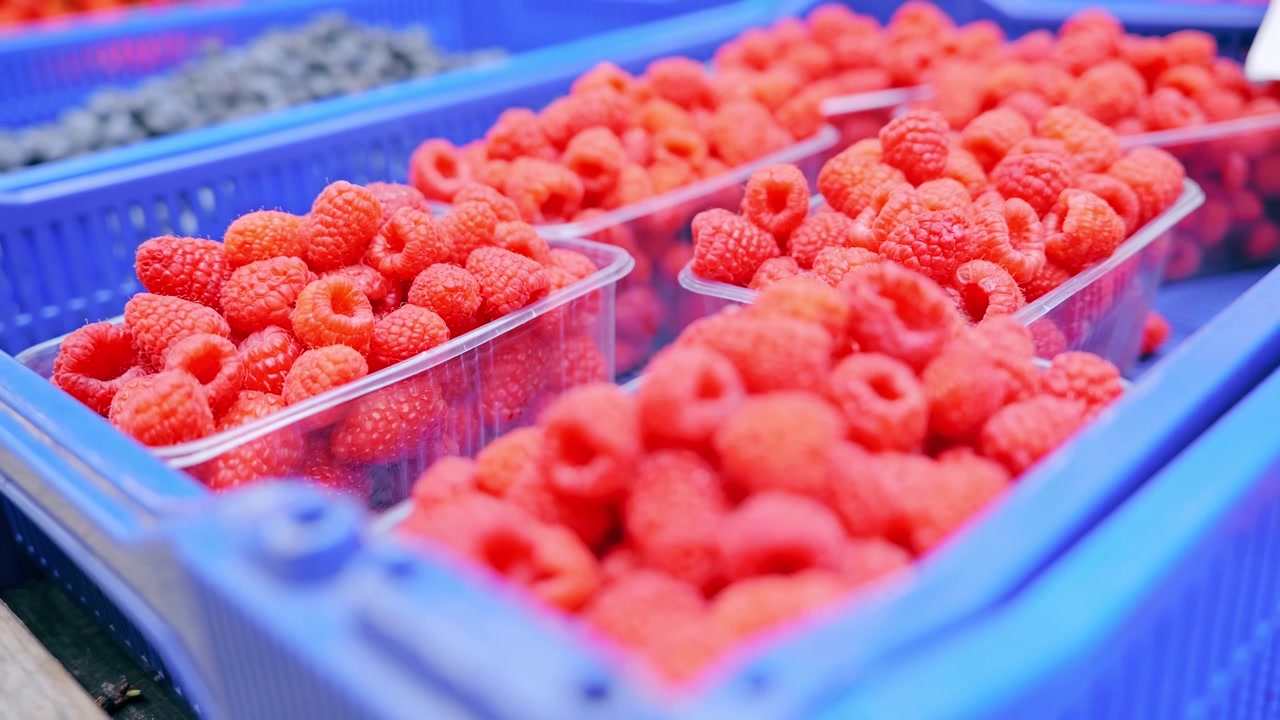 Slow motion closeup, seasonal berries supporting local agriculture systems