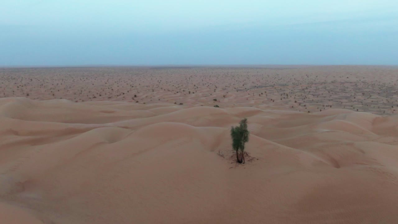 FPV drone aerial view flying above Tunisian desert with endless sand dunes and a single tree in arid landscape under blue sky showing natural wilderness and solitude in wide open scenery