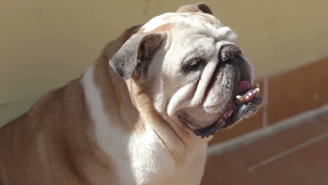 an old panting bulldog